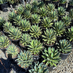 Blue Glow Variegated Agave