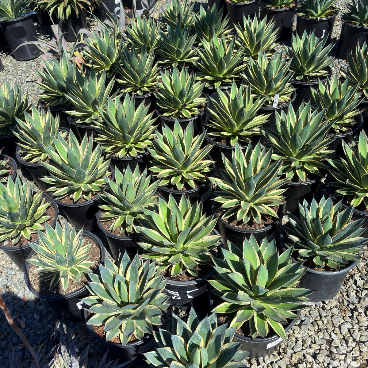 Blue Glow Variegated Agave