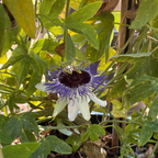 Blue Horizon Passion Flower