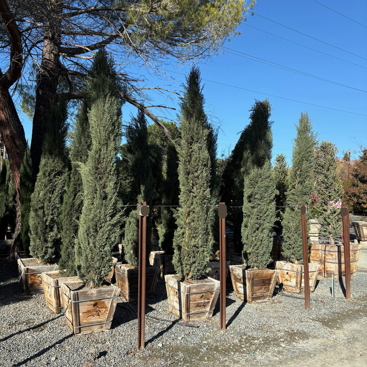 Blue Italian Cypress