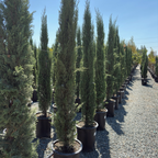 Blue Italian Cypress