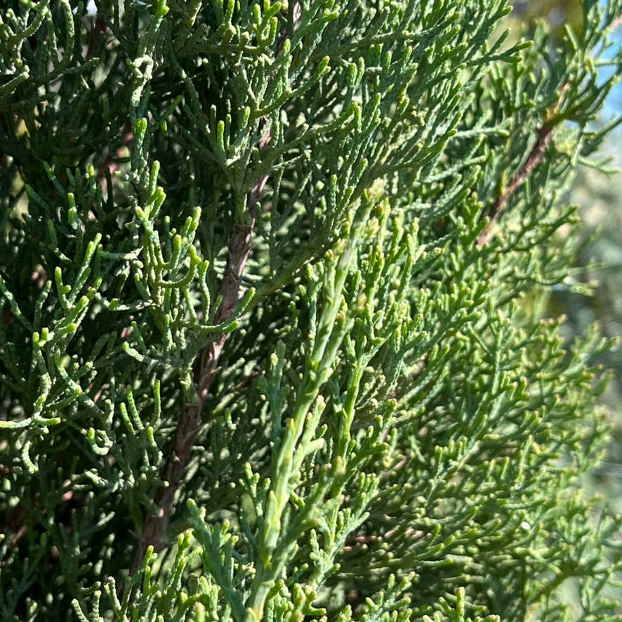 Blue Italian Cypress