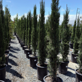 Blue Italian Cypress