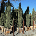 Blue Italian Cypress