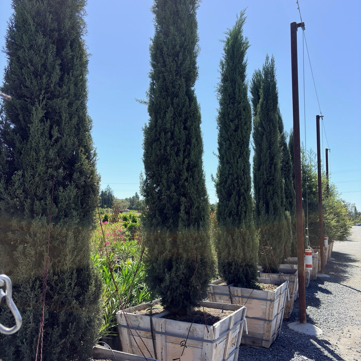 Blue Italian Cypress