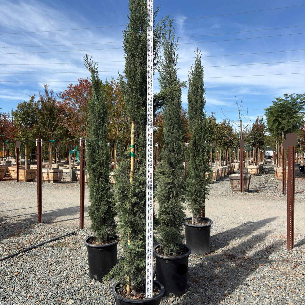 Blue Italian Cypress