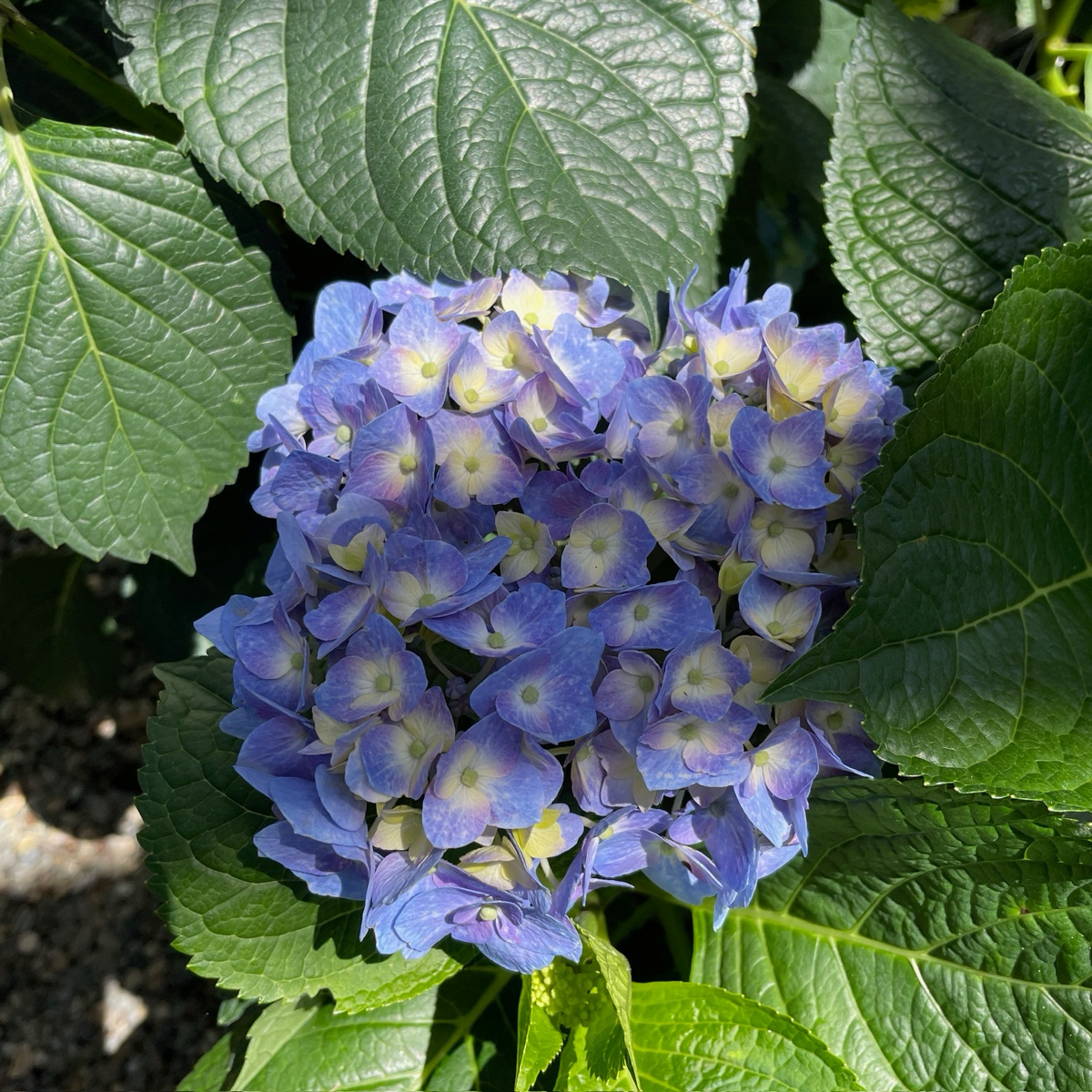 Blue Jangles Let's Dance® Hydrangea