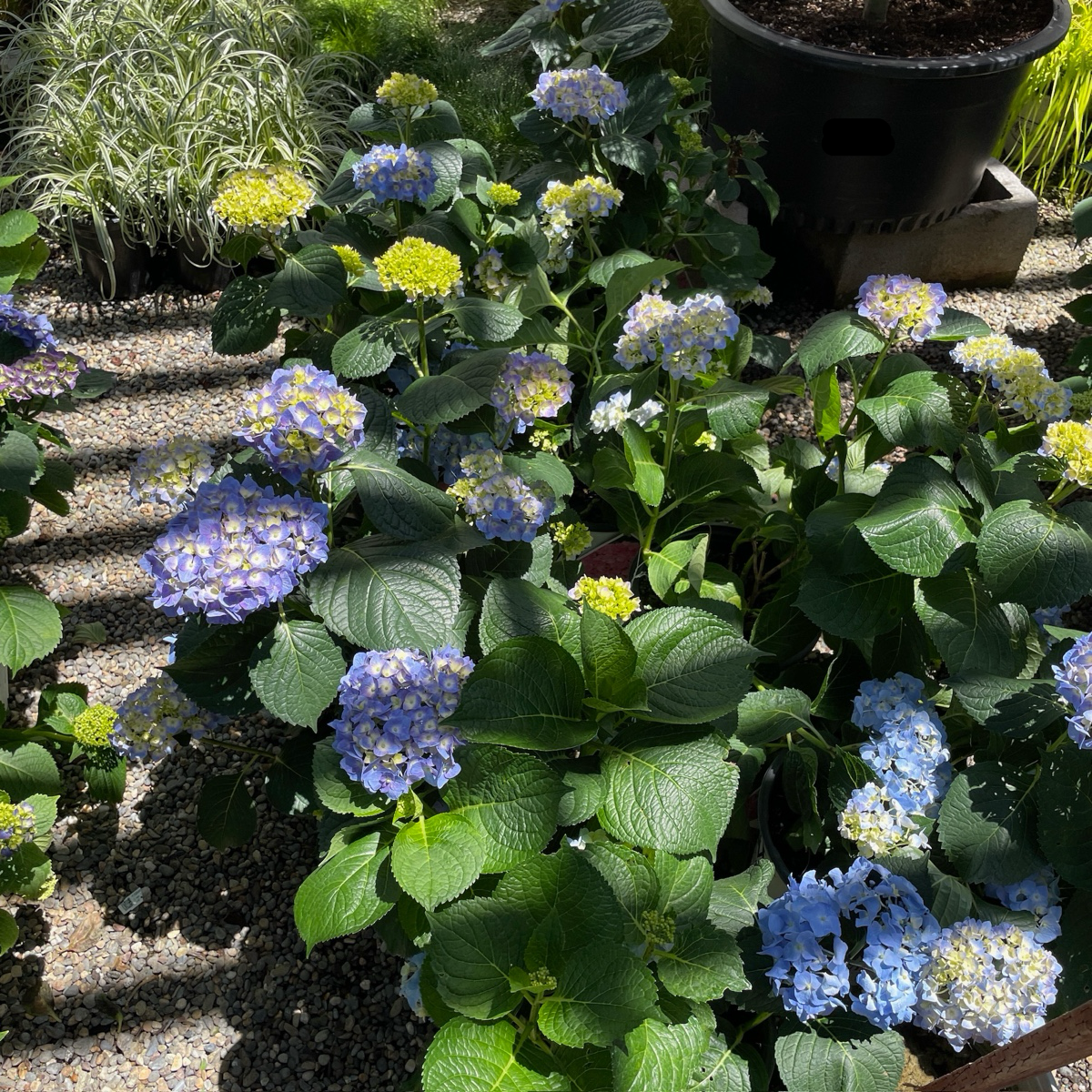 Blue Jangles Let's Dance® Hydrangea