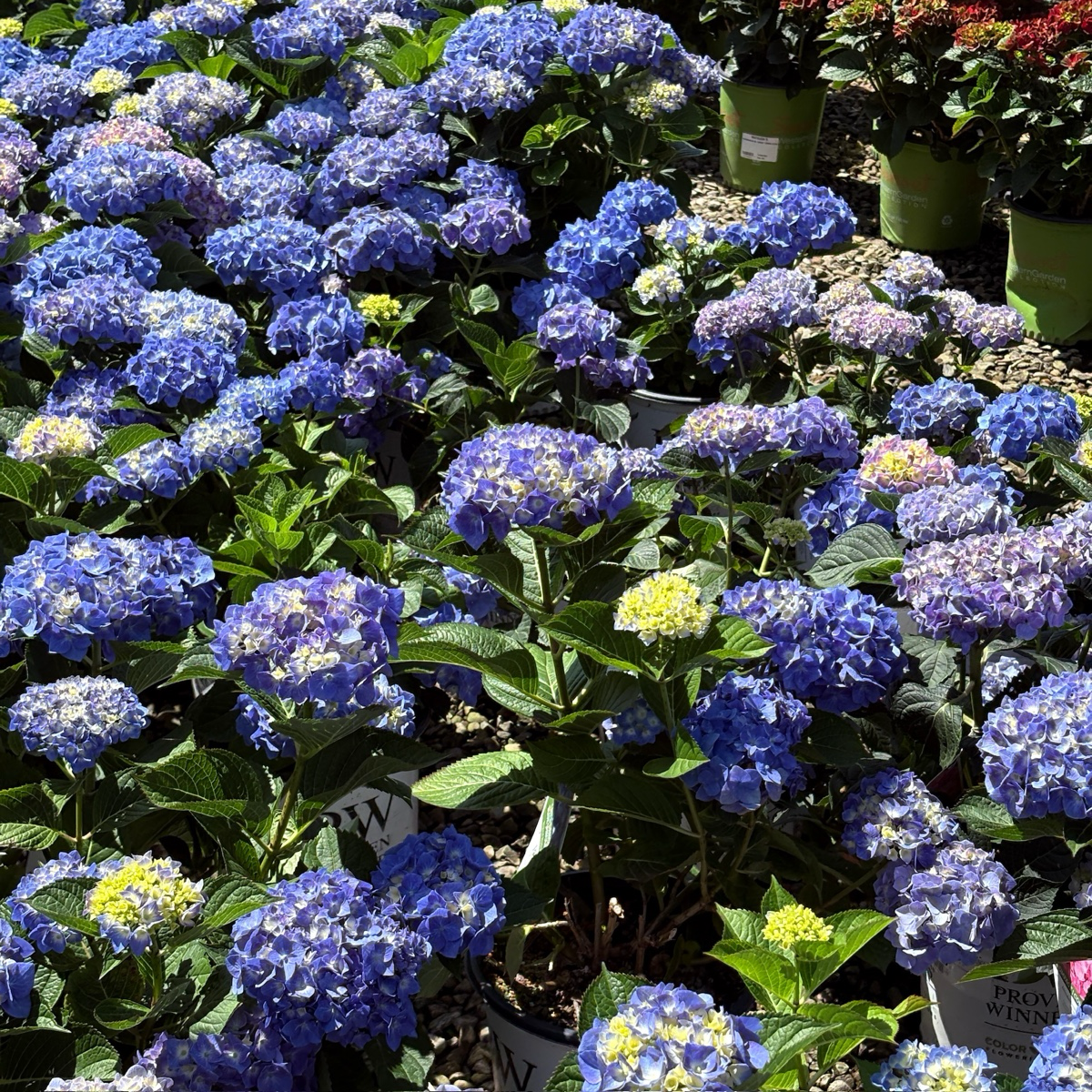 Blue Jangles Let's Dance® Hydrangea