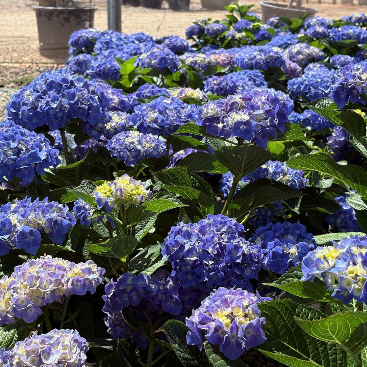 Blue Jangles Let's Dance Hydrangea
