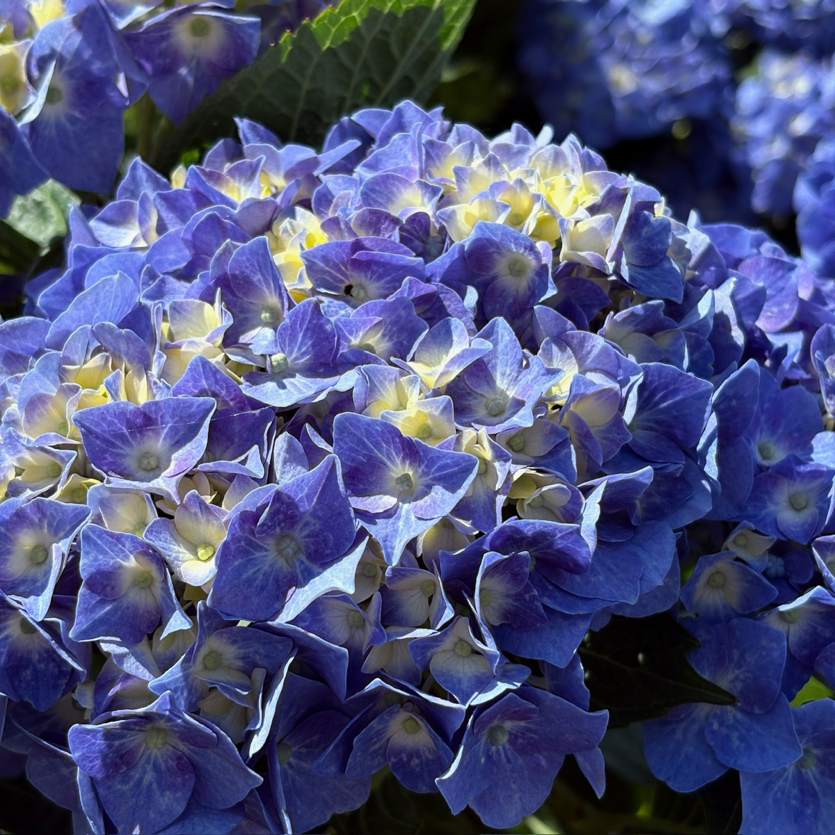 Blue Jangles Let's Dance® Hydrangea
