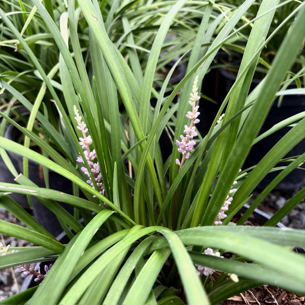 Close-up of Blue Lily Turf with long green leaves and small pink flowers.