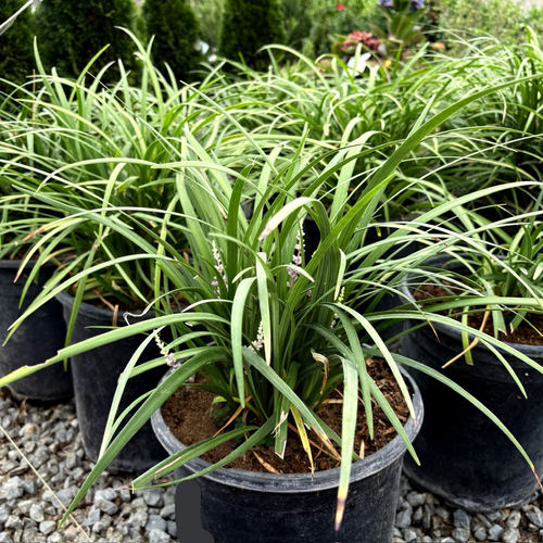 Potted Blue Lily Turf with long green leaves on a gravel surface