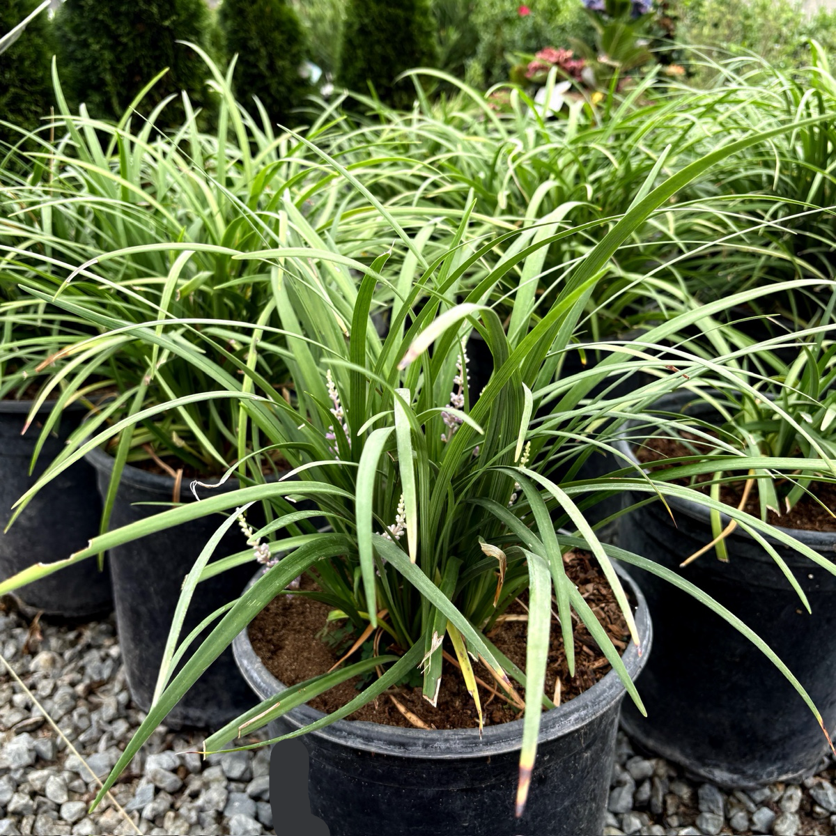 Potted Blue Lily Turf with long green leaves on a gravel surface