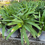 Blue Lily of the Nile