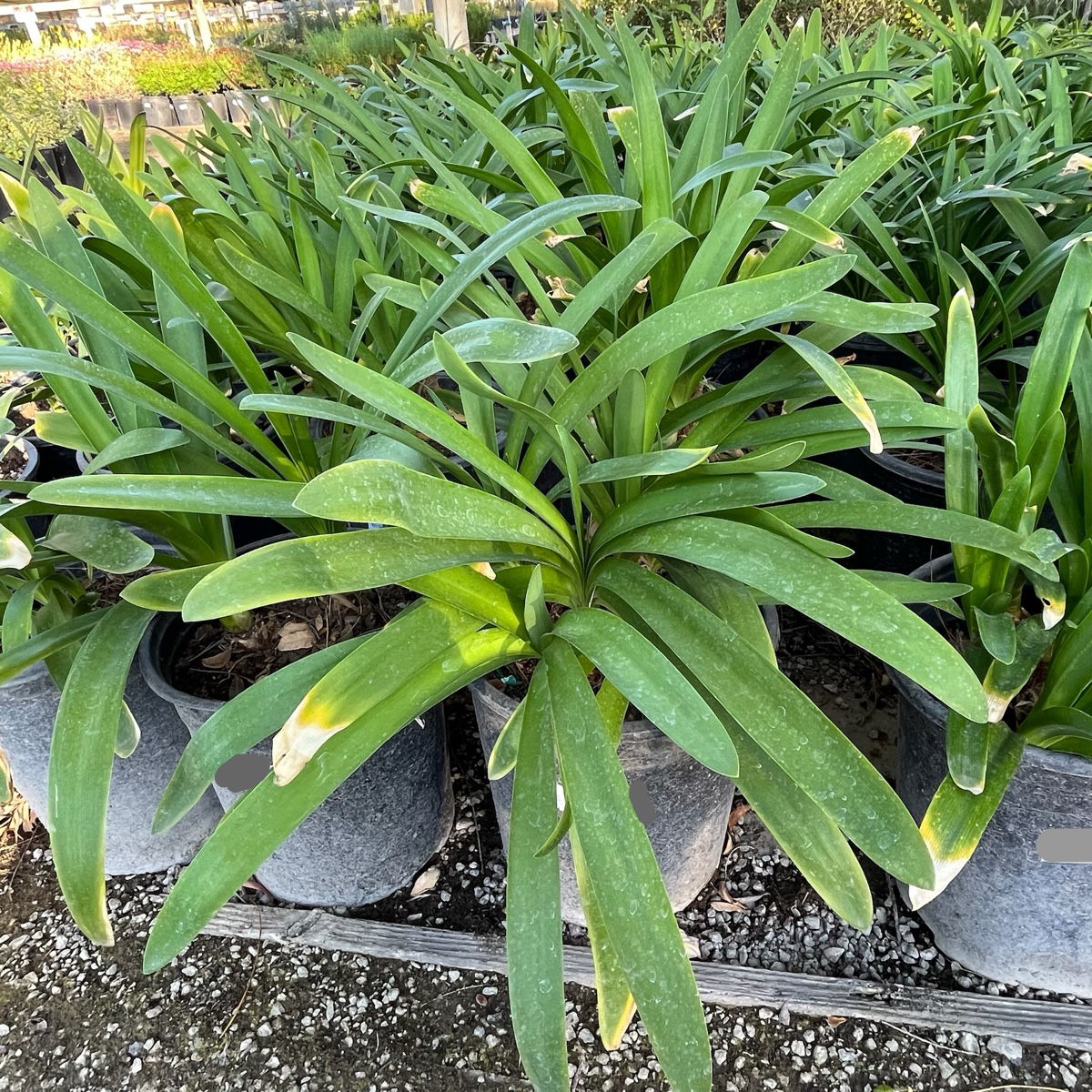 Blue Lily of the Nile