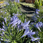 Blue Lily of the Nile