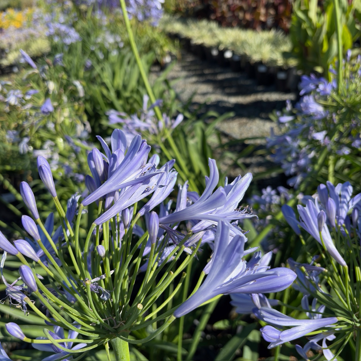 Blue Lily of the Nile