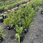 Blue Lily of the Nile