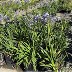 Blue Lily of the Nile