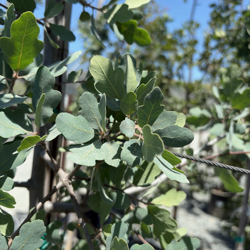 Blue Oak