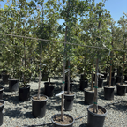 Blue Oak