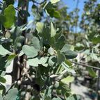 Blue Oak
