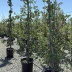 Blue Oak