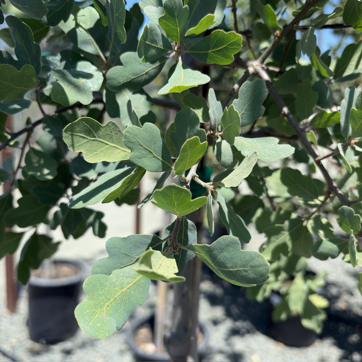 Blue Oak