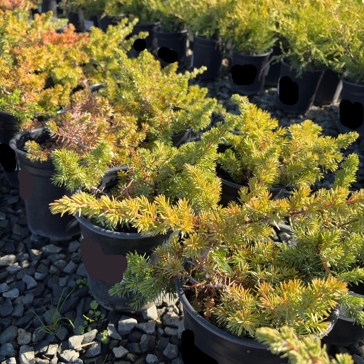 Potted Blue Pacific Shore Juniper plants in a nursery setting