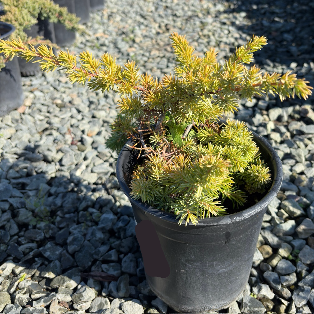 Potted Blue Pacific Shore Juniper on a bed of small stones with other plants in the background