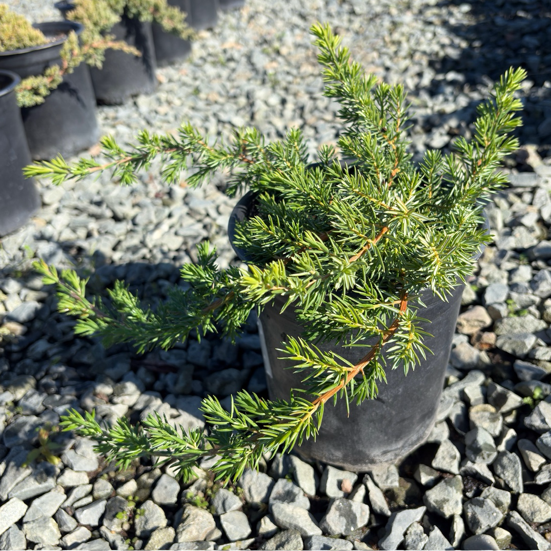 Small potted Blue Pacific Shore Juniper plant on a bed of small stones