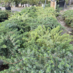 Blue Pacific Shore Juniper