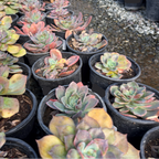Blue Prince Echeveria