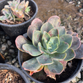 Blue Prince Echeveria