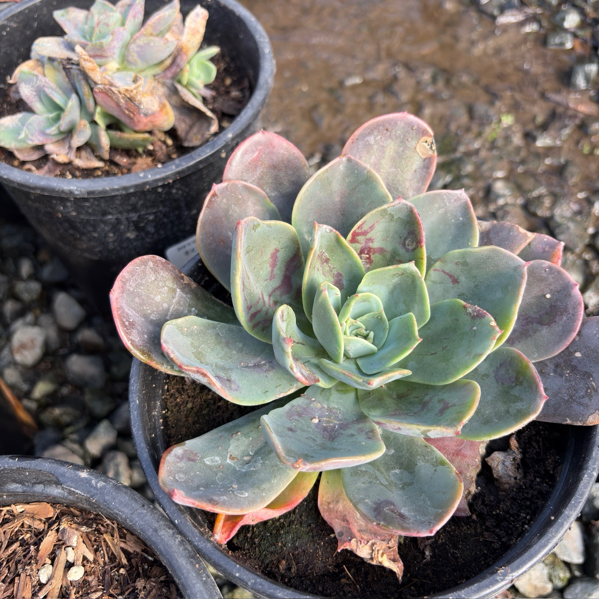 Blue Prince Echeveria