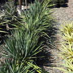Blue Sentry Yucca