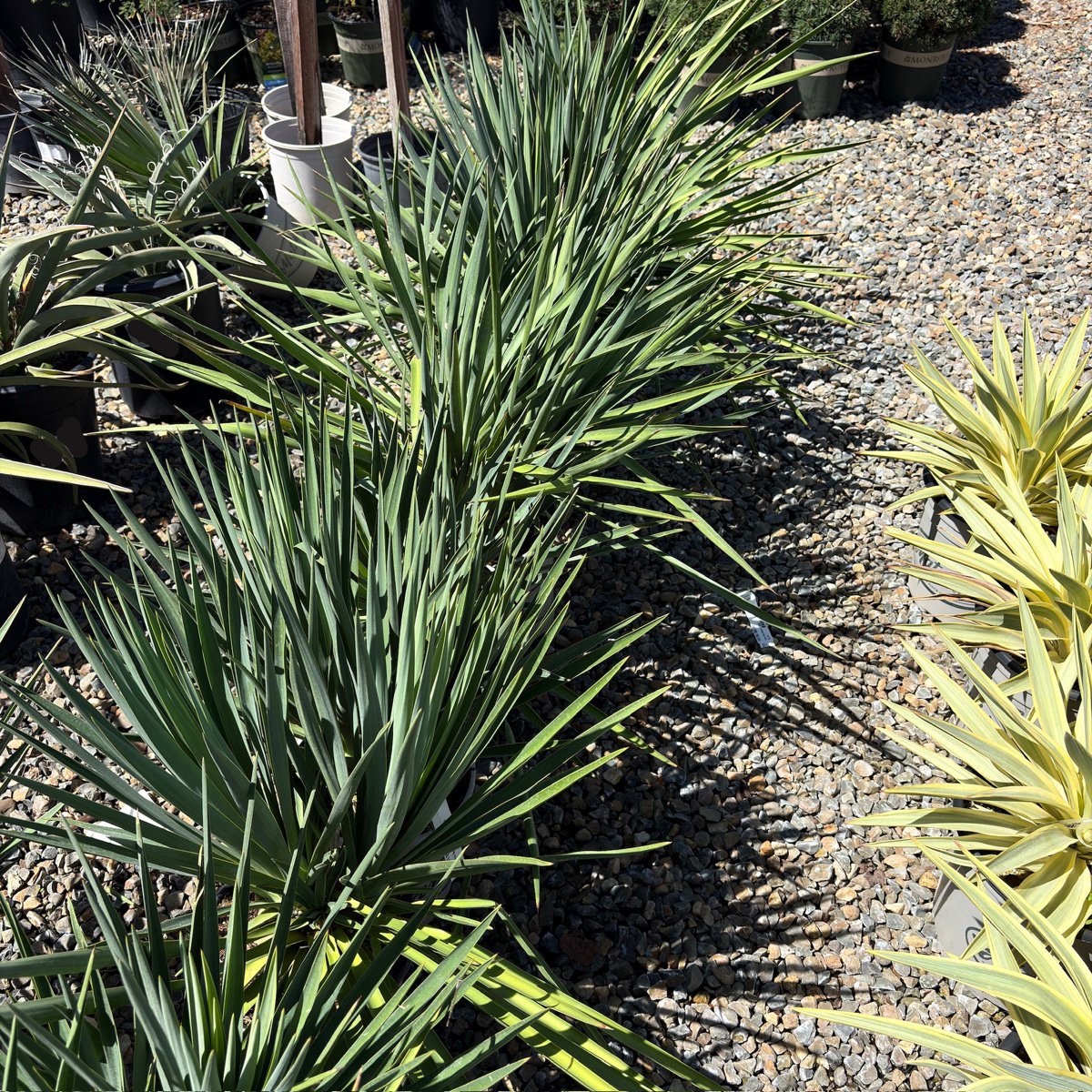 Blue Sentry Yucca