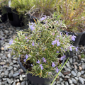 Blue Spires Rosemary