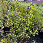 Blue Velvet Sage