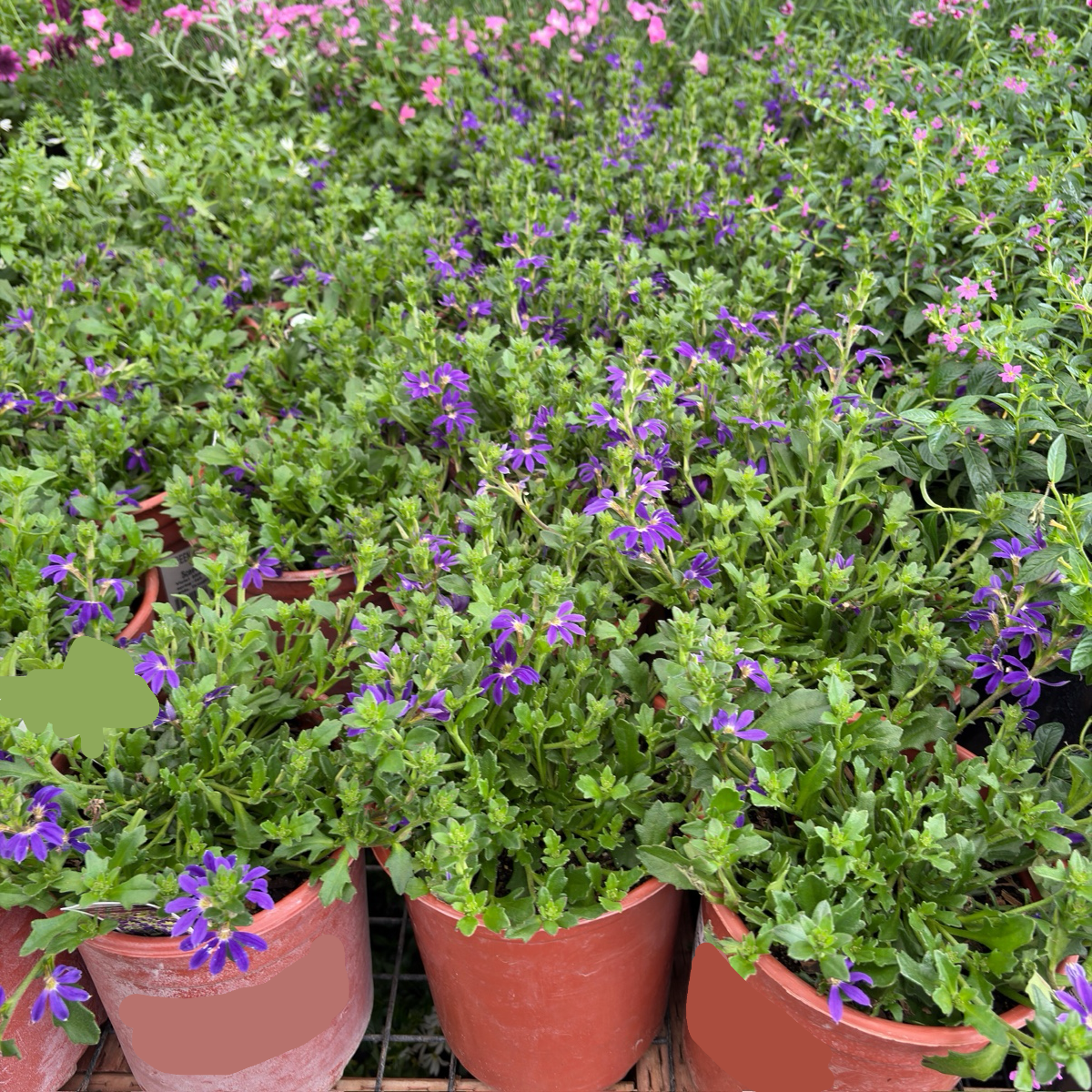 Blue Violet  Fan Flower