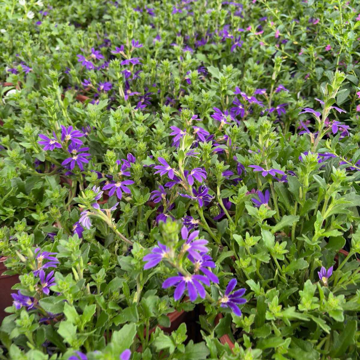 hanging violet plant Surdiva Blue Violet Fan Flower