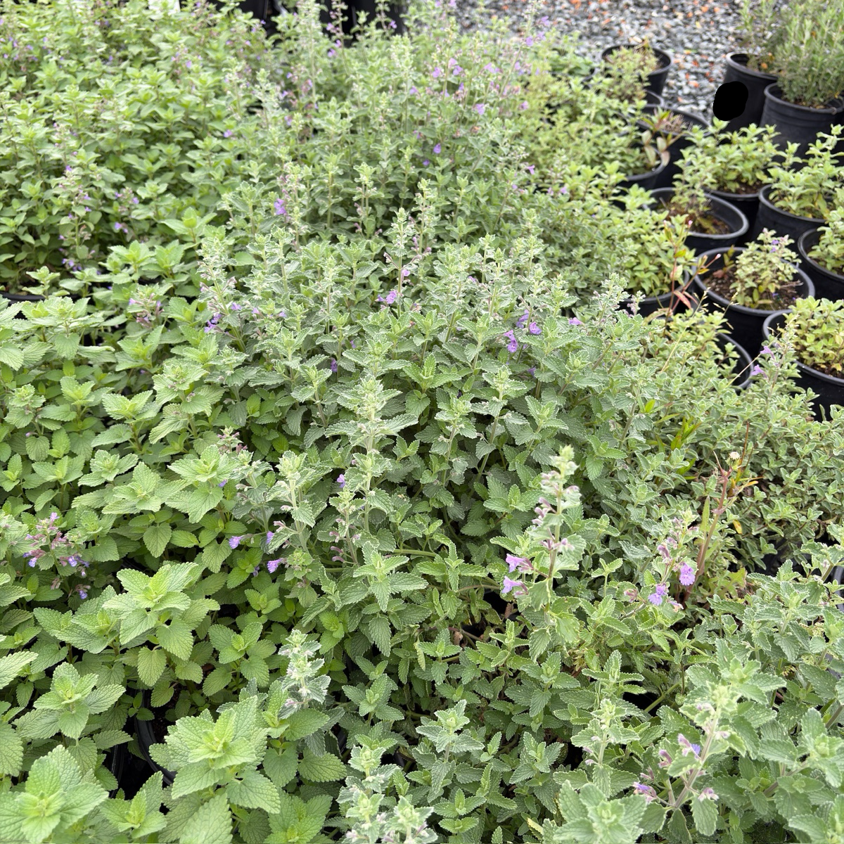 Blue Wonder Catmint