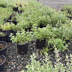 Blue Wonder Catmint
