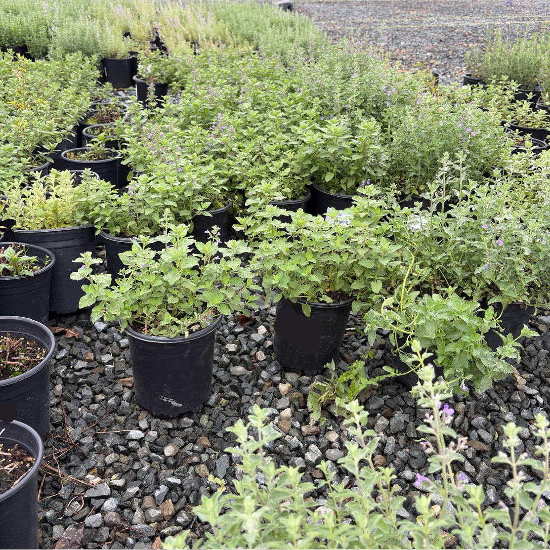 Blue Wonder Catmint