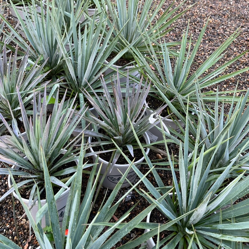 Group of Blue Sentry Yucca in pots on a gravel surface