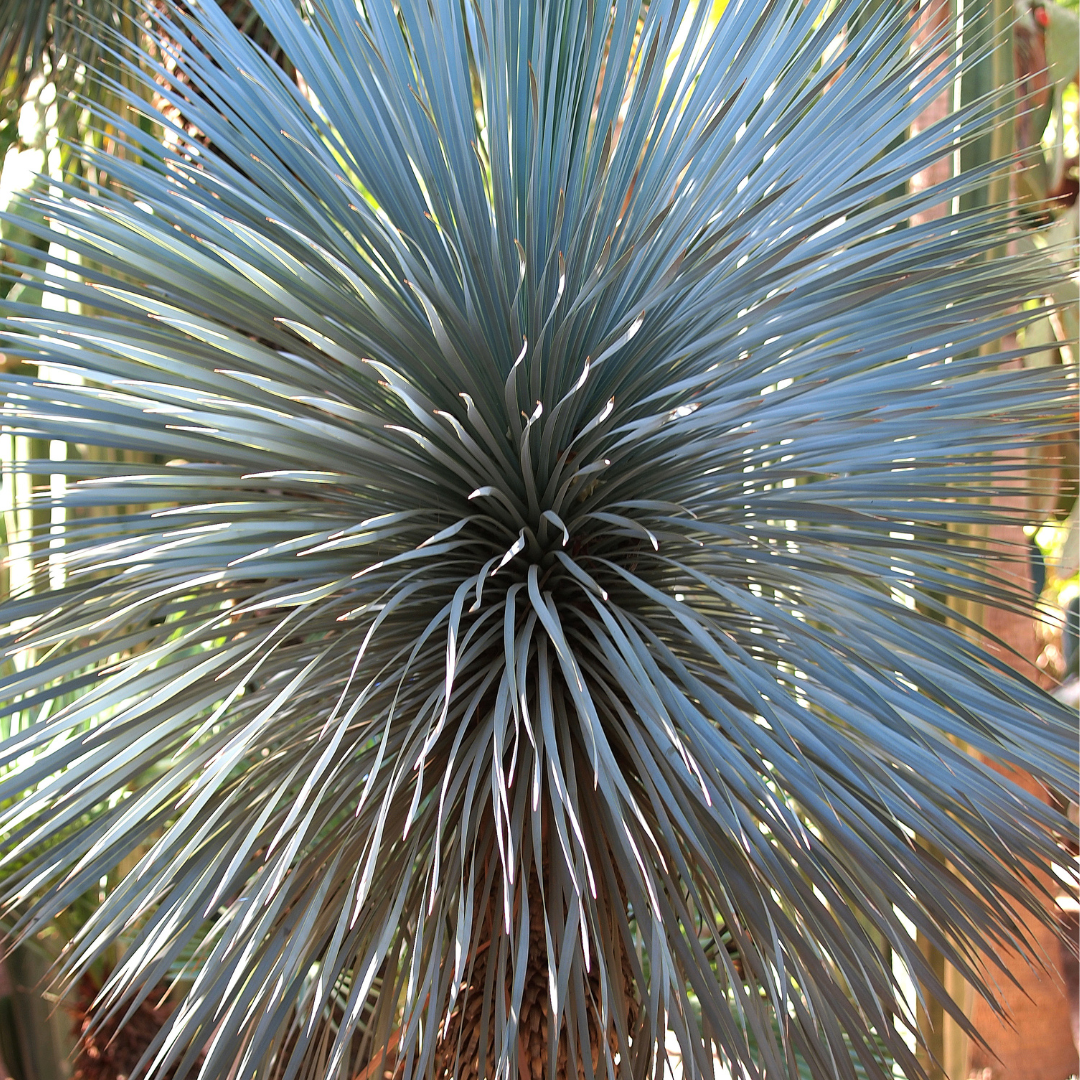 Close-up of Blue Sentry Yucca with a blurred background
