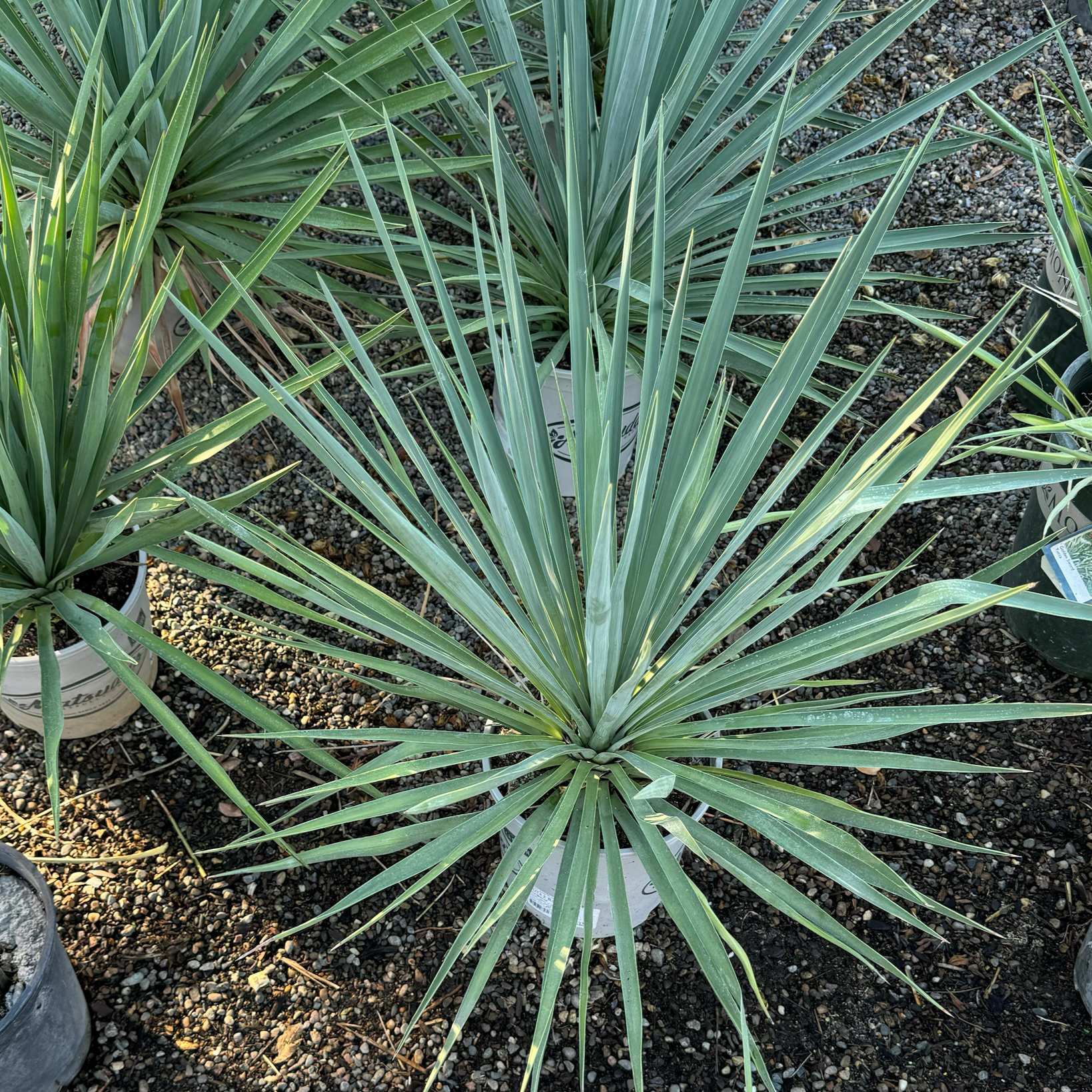 Blue Sentry Yucca in a pot with other plants in the background