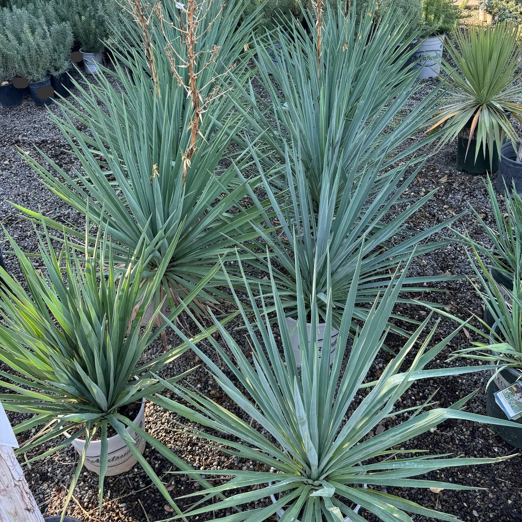 Group of Blue Sentry Yucca in a garden setting