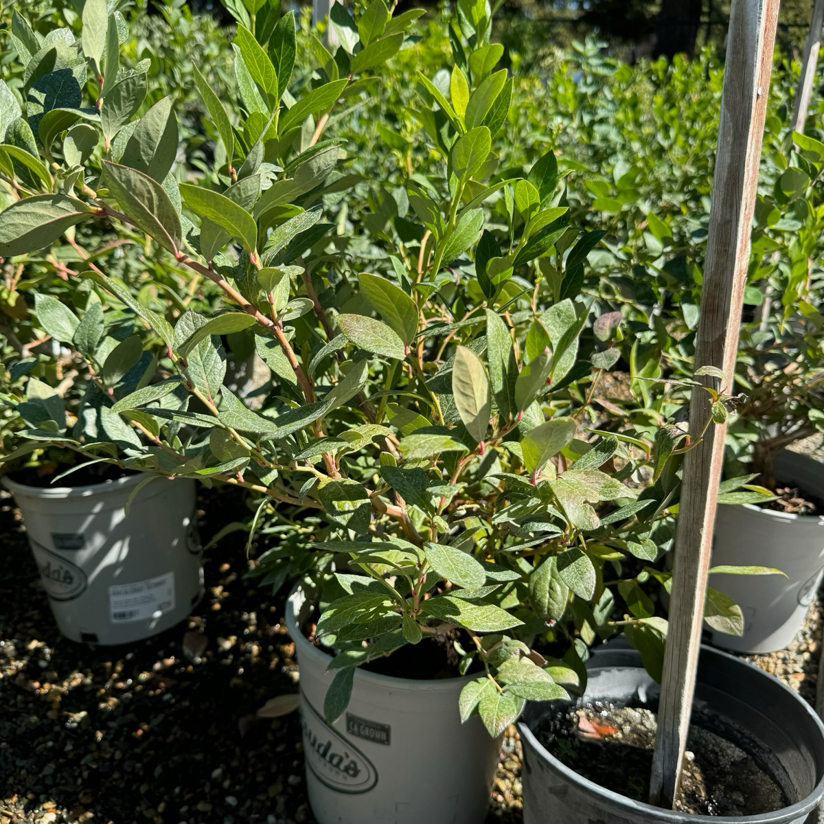 Bluecrop Blueberry in pots with visible branding in a garden setting